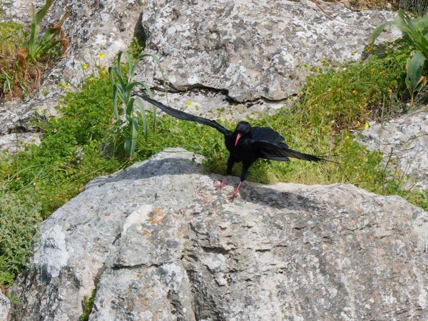 <h3><a href="/trips/kreta/biota/animalia/chordata/aves/040 passeriformes/054 corvidae/pyrrhocorax pyrrhocorax/pyrrhocorax pyrrhocorax-nl.html">Pyrrhocorax&nbsp;pyrrhocorax</a> / Red‑billed&nbsp;chough / Alpenkraai</h3>OM-1 Mark II met OLYMPUS M.150-400mm F4.5, 1/2500 sec  bij F11.0, ISO 2000, afstand 62.3&nbsp;m